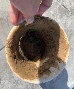 IMPRESA 10-Pack of Pool Skimmer Socks - Excellent Savers for Filters, Baskets, and Skimmers - The Ideal Sock/Net/Saver to Protect Your Inground or Above Ground Pool 40 B1pa2poWGcS