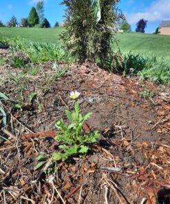 6000 Creeping Daisy Seeds - Annual, Full Sun Daisy 9 B1pyMK95NFS