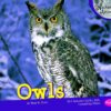 Owls (Pebble Plus: Nocturnal Animals) 4 B1q51jmk9 L