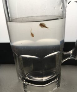 50 Eggs of Triops Longicaudatus (Tadpole Shrimp) Triassic Dinosaur Living Fossil 10 B1qJM699mRS