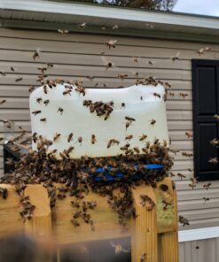 Bountiful Bee's Brood Booster and Feeding Stimulant (16 Ounce) 25 B1qdPZfaoZS