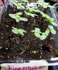 Seed Needs, Firecracker Sunflower (Helianthus annuus) Twin Pack of 85 Seeds Each 37 B1sCa6YTTcS