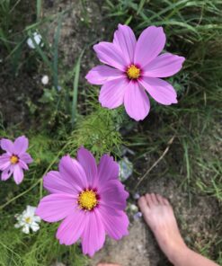 Bee Friendly Wildflower Seed Mix - Bulk 1 Ounce Packet - Over 7,500 Open Pollinated Seeds - Save The Bees! 1 Ounce Pouch 49 B1t5pWVbqNS