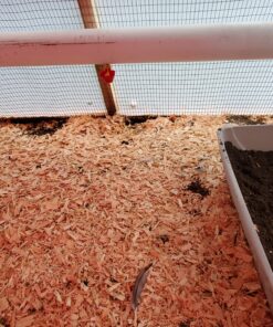 Backyard Barnyard Vertical 4 Pack NO PECK Poultry Waterer Drinking Cup for Chicken Ducks Quail 19 B1tFV 1Rv S