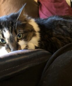 TEMPTATIONS Classic Crunchy and Soft Cat Treats Feline Favorite Variety Pack, 3 oz. Pouches,4 Count 4 Count (Pack of 1) 36 B1tMb4fGsSS