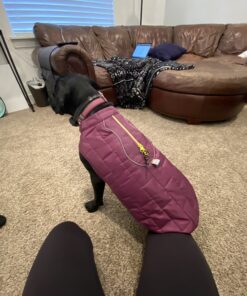 Kurgo Loft Dog Jacket, Reversible Dog Coat, Wear with Harness or Sweater, Water Resistant, Reflective, Winter Coat For Medium Dogs (Deep Violet, M) Deep Violet/Charcoal 57 B1tSG XtiIS
