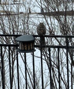 Woodlink Squirrel Diner Feeder Model 75590 beige 45 B1tjbI8mCMS