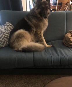 Purina Busy With Beggin' Made in USA Facilities Small/Medium Breed Dog Treats, Twist'd - 10 ct. Pouch Bacon 34 B1uOElNBvES