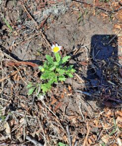 6000 Creeping Daisy Seeds - Annual, Full Sun Daisy 10 B1uaeoCx46S