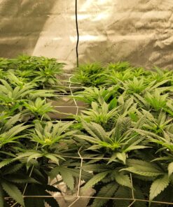 Hydrofarm HGN30S Flexible String, 5' x 30', Trellis Netting, 3.5" Mesh, White 5' x 30' Trellis Netting 3.5" Mesh, woven 15 B1uwoI0jdfS