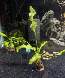 Aponogeton Ulvaceus Bulb - Aquarium Plant for Aquariums with temperatures Under 72F 41 B1v1FD7zfS