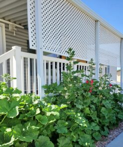 Outsidepride Indian Springs Hollyhock Garden Flower Climbing Vine Plant Mix - 1000 Seeds Indian Spring 37 B1w9c5iJqS