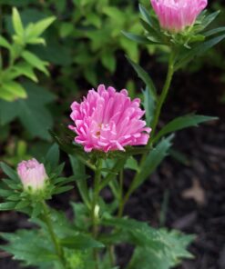 Sow Right Seeds - Flower Seed Collection - Carnation, Gayfeather, Dahlia, Morning Glory, Larkspur, Balsam, Snapdragon, Phlox, Zinnia, & Daisy - Non GMO Heirloom Seeds for Planting - 10 Packets 39 B1wPTVL2iS