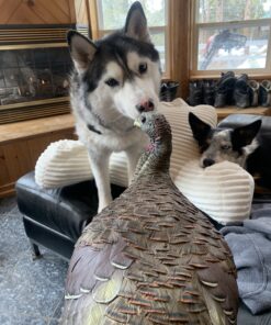 AVIAN-X LCD Breeder Hen Turkey Decoy | Durable Realistic Lifelike Collapsible Standing Hunting Decoy with Carry Bag & Stake, AVX8008 29 B1wVHSfXnfS