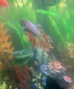 Exotic Environments Caribbean Living Reef Aquarium Ornament, Small , 7-1/2-Inch by 5-1/2-Inch by 5-1/2-Inch Small, 7.5" X 5.5" X 5.5" 10 B1wgv9vnPJS