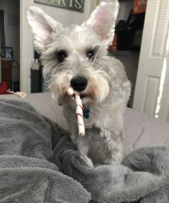 Dingo Twist Sticks Rawhide Chews, Made With Real Chicken, 50 Count 50 Count (Pack of 1) 1 pack 20 B1wjgBMqZYS