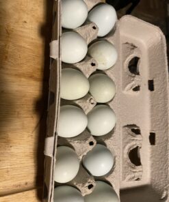 Egg Cartons - 250 Count 13 B1ww86iHcaS