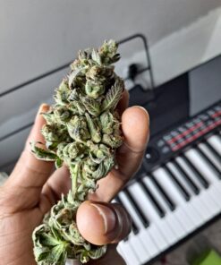 Advanced Nutrients 3550-14 Tasty Terpenes 1 Liter 5 B1xI0f XwjS