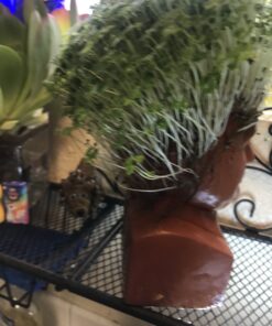 Chia Pet Donald Trump President with Seed Pack, (8" x 4.5" x 7.3") Decorative Pottery Planter, Easy to Do and Fun to Grow, Novelty Gift, Perfect for Any Occasion 32 B1xLPaowADS