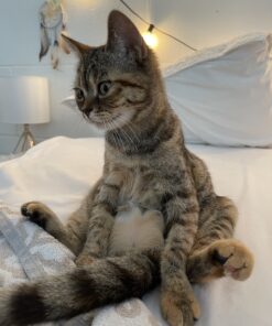 Advantage II Kitten Vet-Recommended Flea Treatment & Prevention | Cats 2-5 lbs. | 2-Month Supply 34 B1xR9wBQhlS