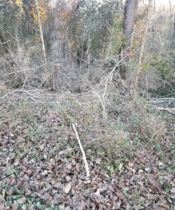 8" x 80T 8-Inch 80 Tooth Carbide Tip Circular Saw Brush Cutter Trimmer Weed Eater Blade (2 Pack) 46 B1xdE3YVrNS