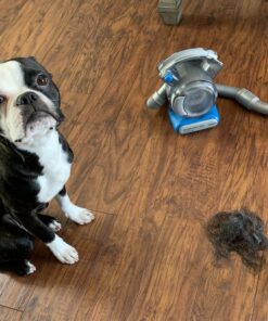 KONG - ZoomGroom - Dog Brush for Grooming and Shampooing - Red Brush for Large Dogs Standard Packaging 30 B1xfHyhkoUS