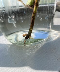 General Hydroponics RapidStart, Plant Food, 1-0.5-1, 125 mL. 33 B1xsxY9oNzS