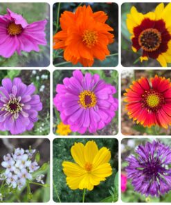 Eden Brothers Northeast Wildflower Mixed Seeds for Planting, 1/4 lb, 120,000+ Seeds with Cosmos, Candytuft, Shasta Daisy | Attracts Pollinators, Plant in Spring or Fall, Zones 3, 4, 5, 6, 7, 8, 9, 10 1/4 Pound 46 B1y9oUqnYHS