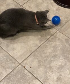 PetSafe SlimCat Meal-Dispensing Cat Toy, Great for Food or Treats, Blue, for All Breed Sizes 26 B1yM7z48UeS