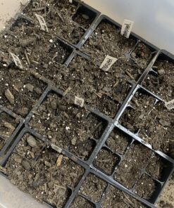 9GreenBox - Seedling Starter Trays, 144 Cells: (24 Trays; 6-Cells Per Tray), Plus 5 Plant Labels 29 C10IyOpFAXS