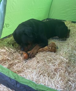 yodo Lightweight 2 Person Camping Backpacking Tent with Carry Bag, Multi Small package -Green 49 C10bXJ7qdCS