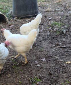 Gimborn Scalex for Birds - Mite & Lice Spray - 32 ounce 11 C115cL86onS