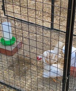 Royal Rooster Automatic Chicken Feeder with Gravity Feed Dispenser - 7lb Feeder for Chickens, Chicks & Mixed Poultry - Hanging Chicken Poultry Feeder - Auto PVC Chicken Poultry Feeder with Rain Cover 30 C11MSH66ZS