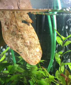 Aquatic Arts 10 Giant Catappa Indian Almond Leaves for Aquarium Use 21 C11Xen0cbHS