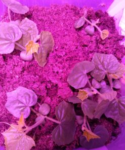 Seed Needs, Cucamelon Seeds - 65 Heirloom Seeds for Planting Melothria scobra - Mexican Sour Gherkin Non-GMO & Untreated, Boasts a Light Citrus Flavor, (2 Packs) 2 Packs (130 Seeds) 42 C12L77b9OFS