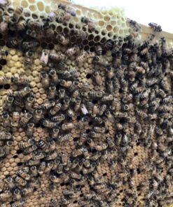 Bountiful Bee's Brood Booster and Feeding Stimulant (16 Ounce) 21 C12VMZjeryS