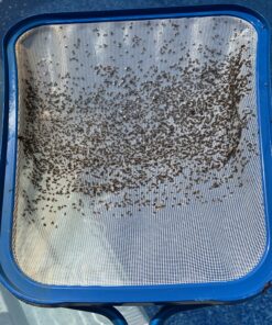 Cutter Backyard Bug Control Spray Concentrate, Mosquito Repellent, Kills Mosquitoes, Fleas & Listed Ants, 32 fl Ounce 1 Pack 41 C13Md62XckS