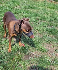 Downtown Pet Supply - Quick-Fit Dog Muzzle for Grooming - Pet Care & Dog Grooming Supplies - Soft Nylon Muzzle with Safety Buckle - Size 1 - Muzzle for Small Dog 32 C14 Qam4QWS 3