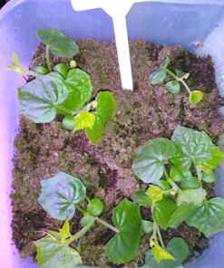 Seed Needs, Cucamelon Seeds - 65 Heirloom Seeds for Planting Melothria scobra - Mexican Sour Gherkin Non-GMO & Untreated, Boasts a Light Citrus Flavor, (2 Packs) 2 Packs (130 Seeds) 43 C15 A89bwpS