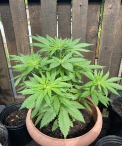 AgroMagen, GrowSafe Bio-Pesticide For Spider, Organic Natural Miticide, Fungicide and Insecticide, (8.5 fl.oz.) 8.5 Fl Oz (Pack of 1) 35 C15sIxZ4JsS