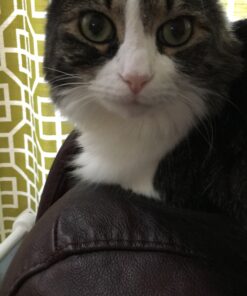 Meow Mix Bistro Recipes Dry Cat Food, Rotisserie Chicken Flavor, 12 Pound Bag 12 Pound (Pack of 1) 31 C16nsaOK3eS