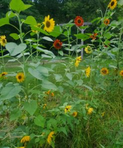 BIG PACK - (1,000+) SUNFLOWER Sunny Sun Flower CRAZY MIX flower Seeds - Non-GMO 40 C17ErcAlh7S