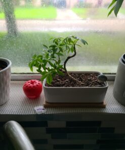 Hoffman 10708 Bonsai Soil Mix, 2 Quarts, Brown/A 1 Pack 25 C19NRNEQ85S