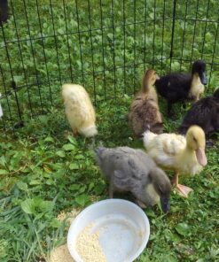 RentACoop 32oz(1L) Drinker Plus 2 Versatile Nipples - Suitable for Chicks, Quail, Pigeons, Doves, and Other Smaller Birds - 1 Pack Pack of 1 33 C1AKjzN4jS