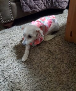 Kingdom Pets Duck Breast Jerky, Premium Treats for Dogs, 40 oz. Bag 36 C1Asyi1pUZS