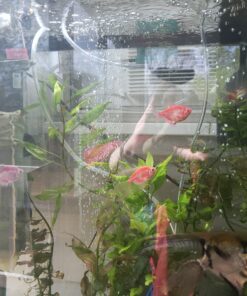 SunSun JUP-01 9W UV Sterilizer Submersible Filter Pump 64 C1BQDeYIuWS