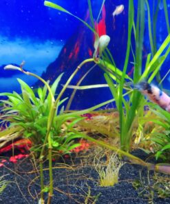 Fluval Aquatic Peat Granules, Chemical Filter Media for Freshwater Aquariums, Water Softener, 17.6 oz., A1465 18 C1CUFw5IrvS