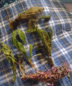 6 Plant Species Live Aquatic Plants Package - Microsorum Java Fern, Amazon, Moneywort and More! 45 C1CrCUQSgdS