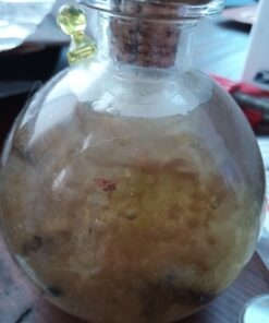 Shrimp Bubble Glass Self-Sustaining Ecosystem Amber 40 C1D0Y5DnyS