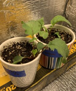 FoxFarm Ocean Forest Potting Soil, 1.5 cu ft, brown/a (FX14000) 31 C1DPURJBES